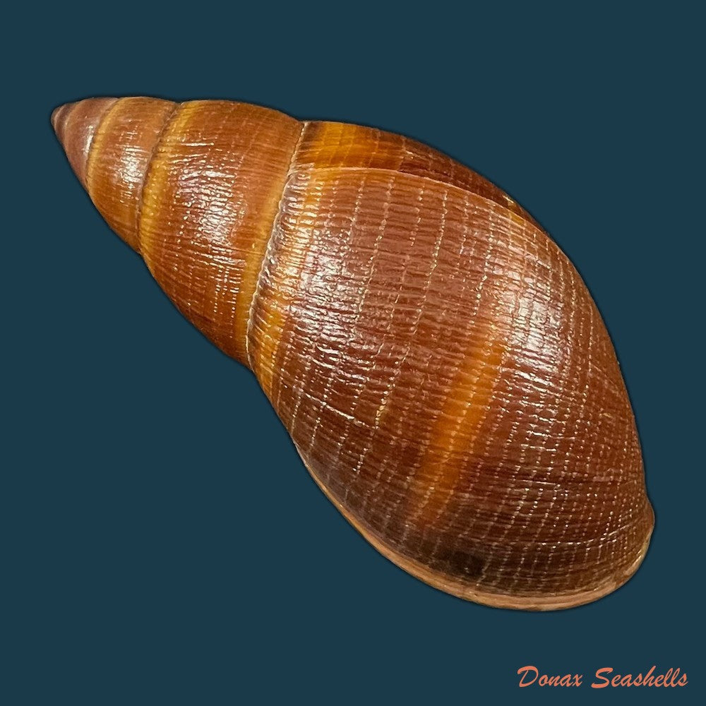 thaumastus-sangoae-tschudi-in-troschel-1852-83-6mm-copia