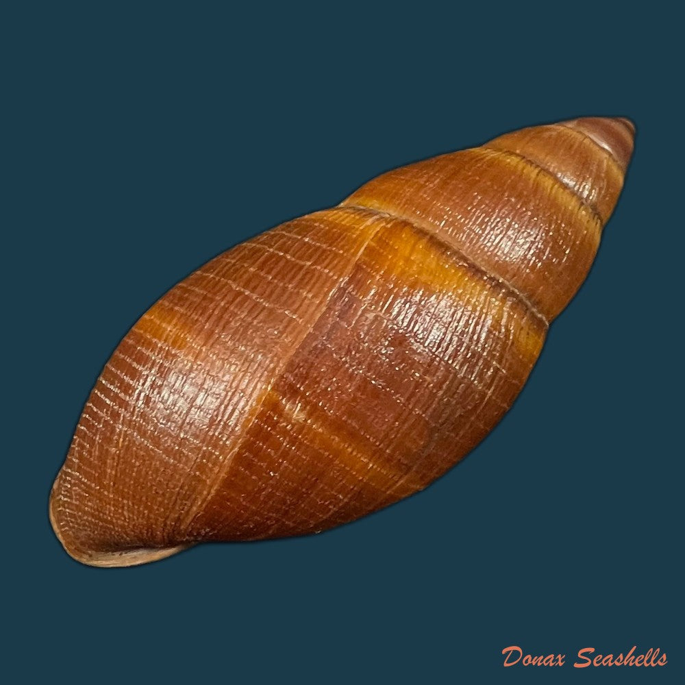 thaumastus-sangoae-tschudi-in-troschel-1852-83-6mm-copia