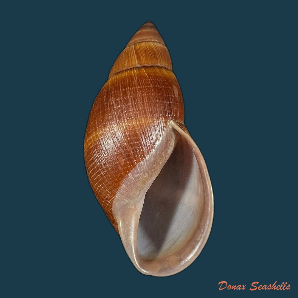 thaumastus-sangoae-tschudi-in-troschel-1852-83-6mm-copia