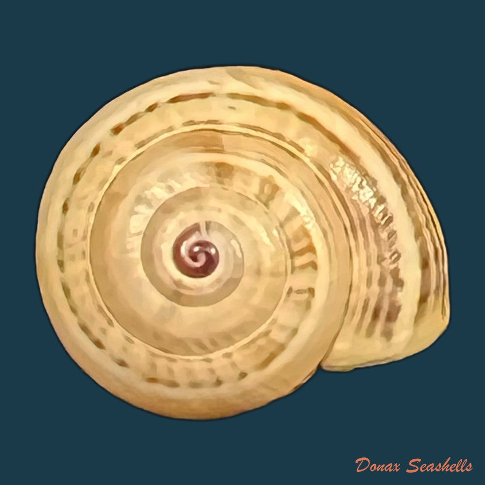 theba-pisana-o-f-muller-1774-16-2mm-copia