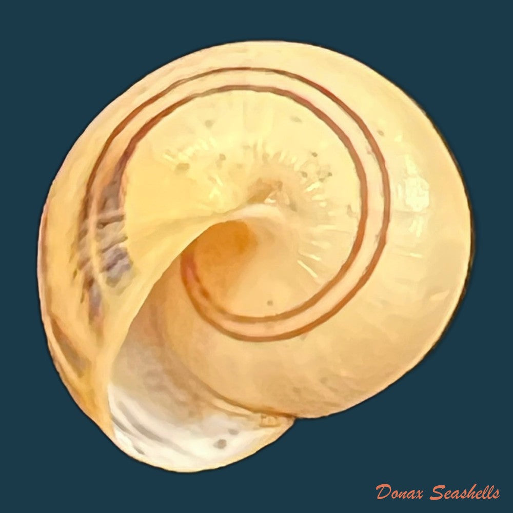 theba-pisana-o-f-muller-1774-16-2mm-copia