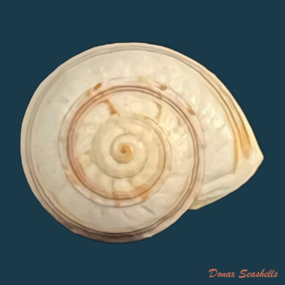 theba-subdentata-a-ferussac-1821-18-3mm-copia