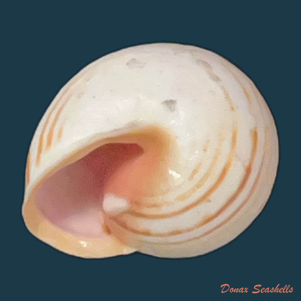 theba-subdentata-a-ferussac-1821-18-3mm-copia