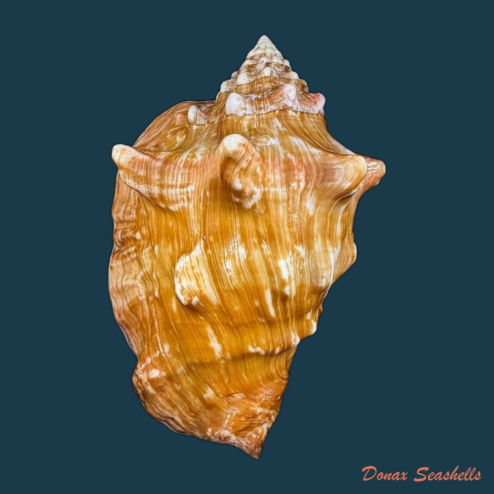 thetystrombus-latus-gmelin-1791-80mm-copia