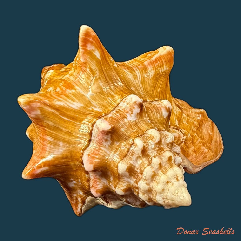 thetystrombus-latus-gmelin-1791-80mm-copia