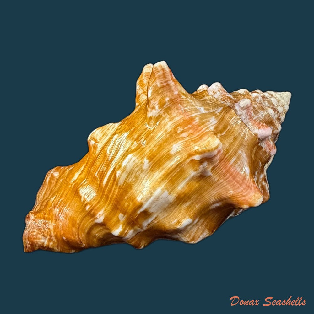 thetystrombus-latus-gmelin-1791-80mm-copia