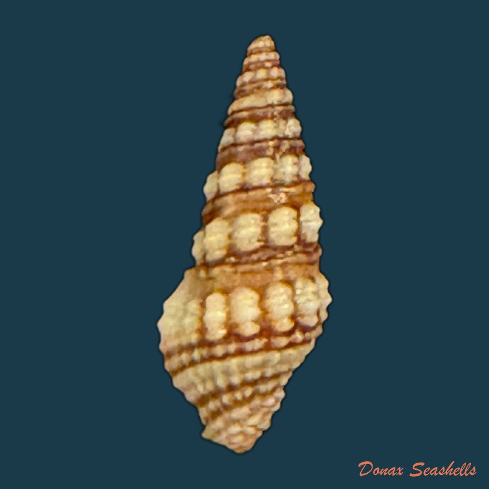 tiariturris-spectabilis-s-s-berry-1958-62-9mm-copia-1