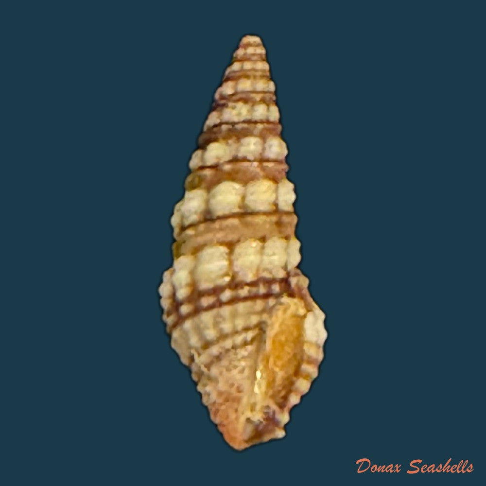tiariturris-spectabilis-s-s-berry-1958-62-9mm-copia-1