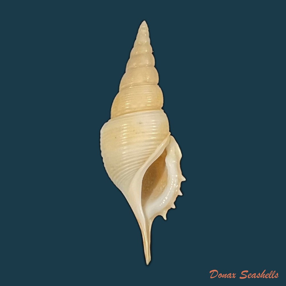 tibia-powisi-petit-de-la-saussaye-1840-43-9mm-copia