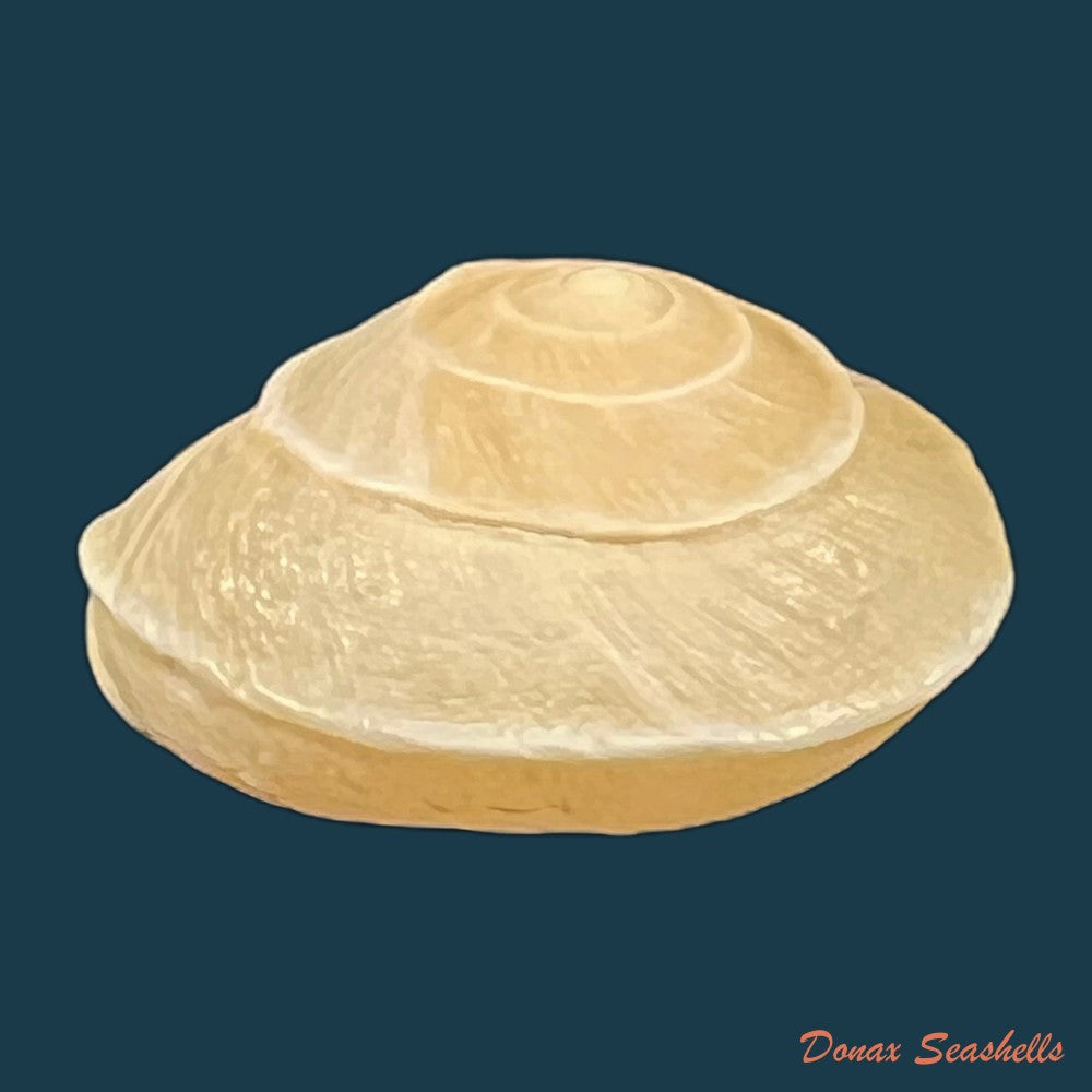 tingitana-minetti-elata-pallary-1920-31-5mm-copia