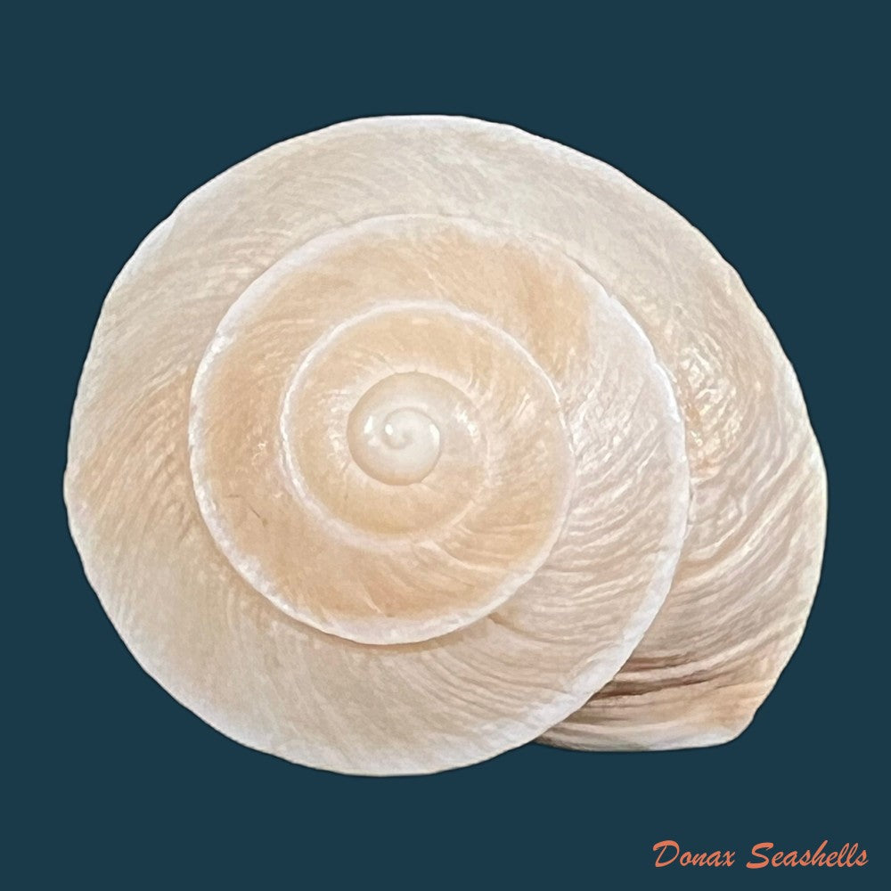 tingitana-minetti-elata-pallary-1920-31-5mm-copia