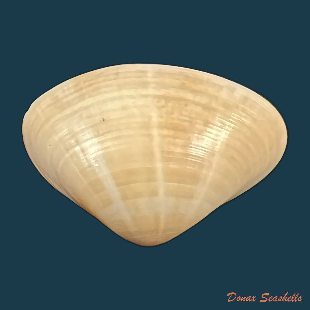 tivela-dentaria-lamarck-1818-29-2mm-copia
