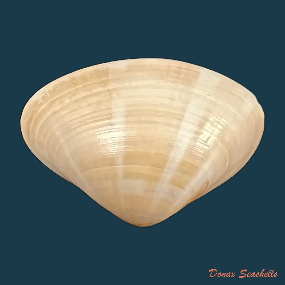 tivela-dentaria-lamarck-1818-29-2mm-copia