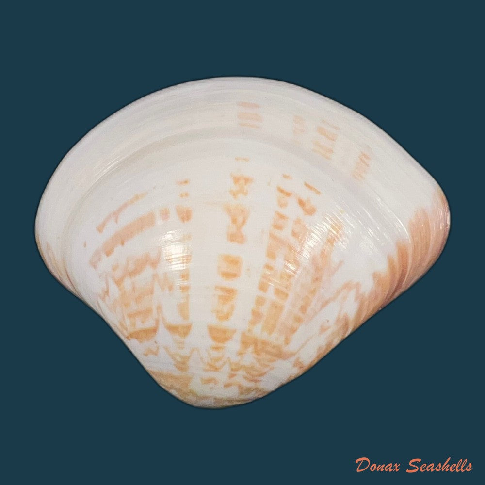 tivela-fulminata-bory-de-saint-vincent-1827-48-7mm-copia