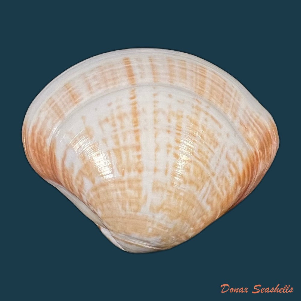 tivela-fulminata-bory-de-saint-vincent-1827-49-3mm-copia
