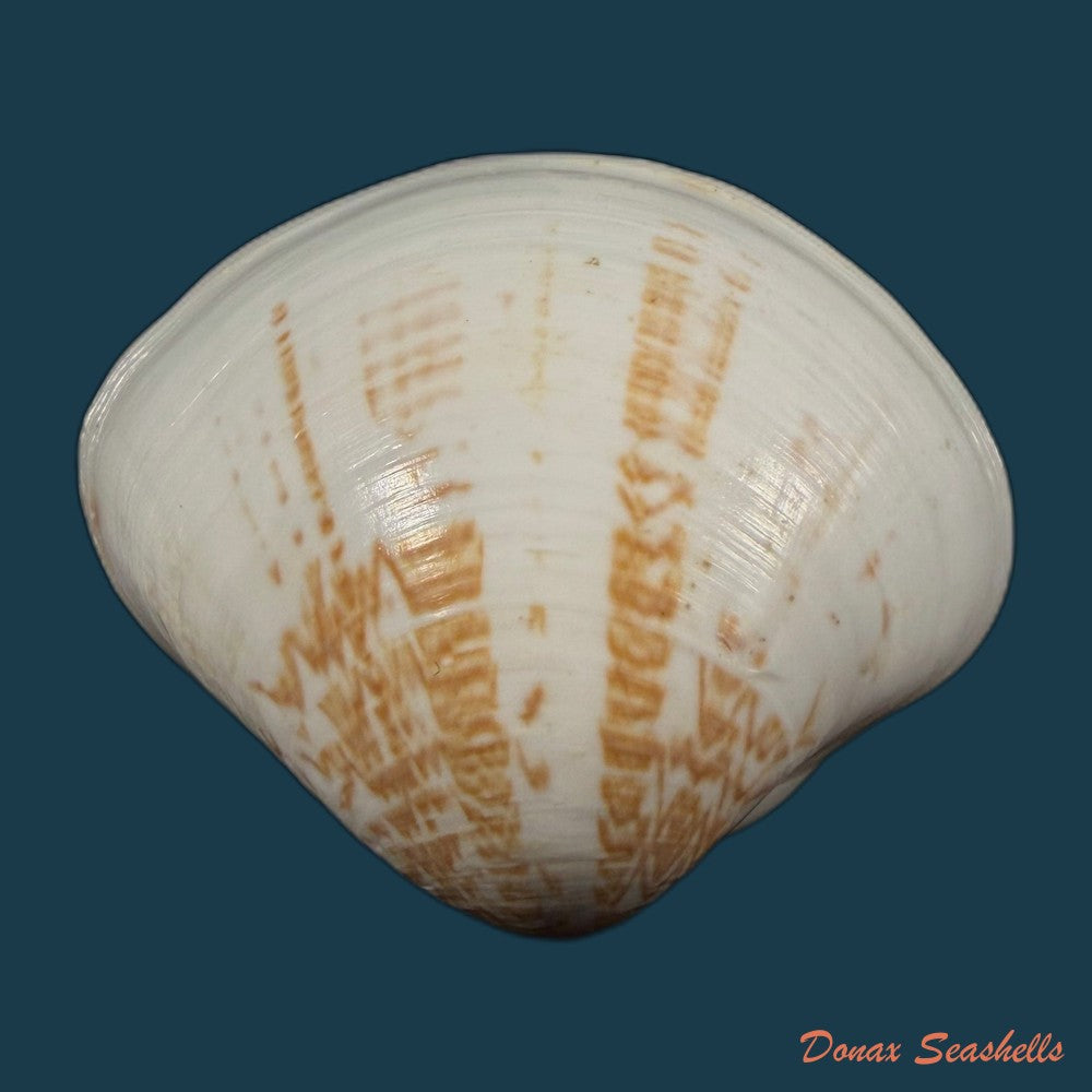 tivela-fulminata-bory-de-saint-vincent-1827-54-1mm-copia