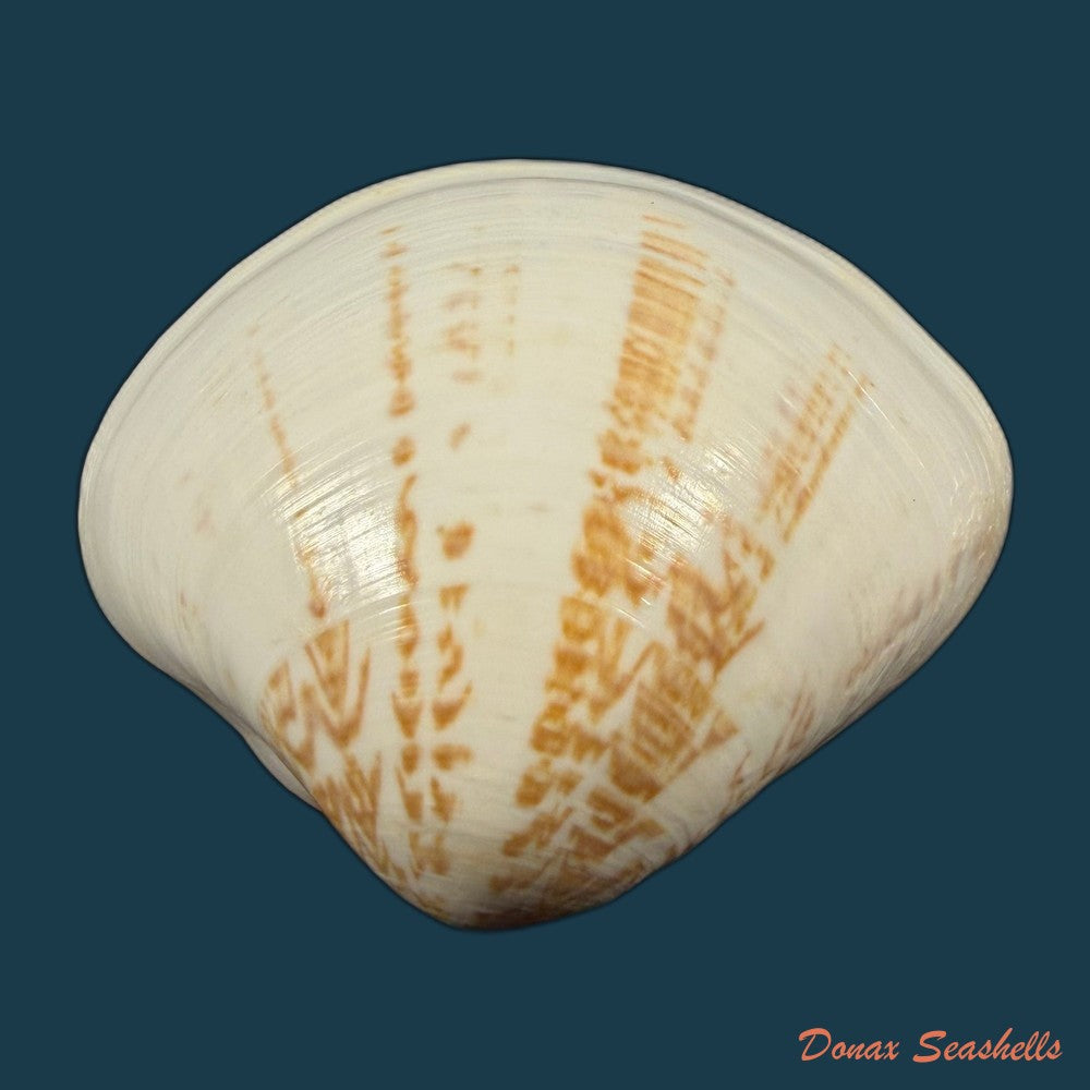 tivela-fulminata-bory-de-saint-vincent-1827-54-1mm-copia