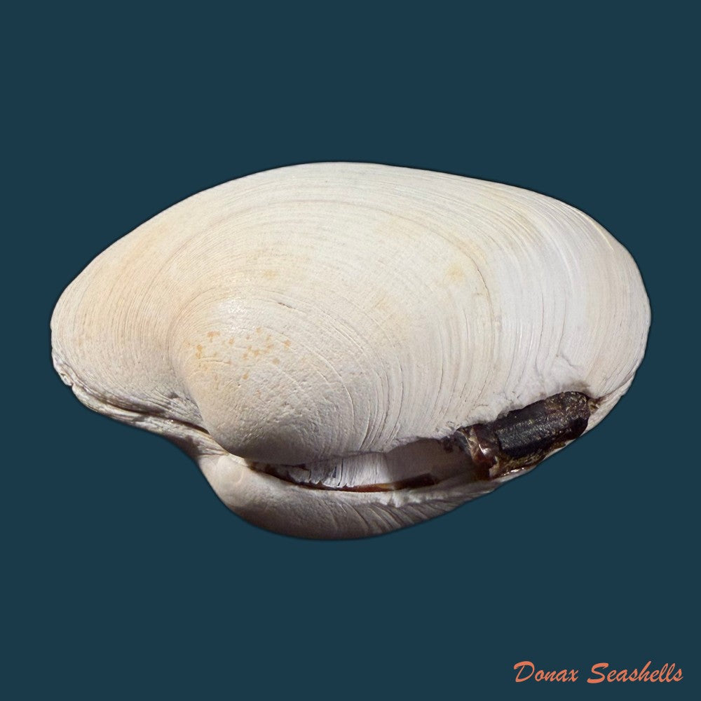 tivela-fulminata-bory-de-saint-vincent-1827-54-6mm-copia