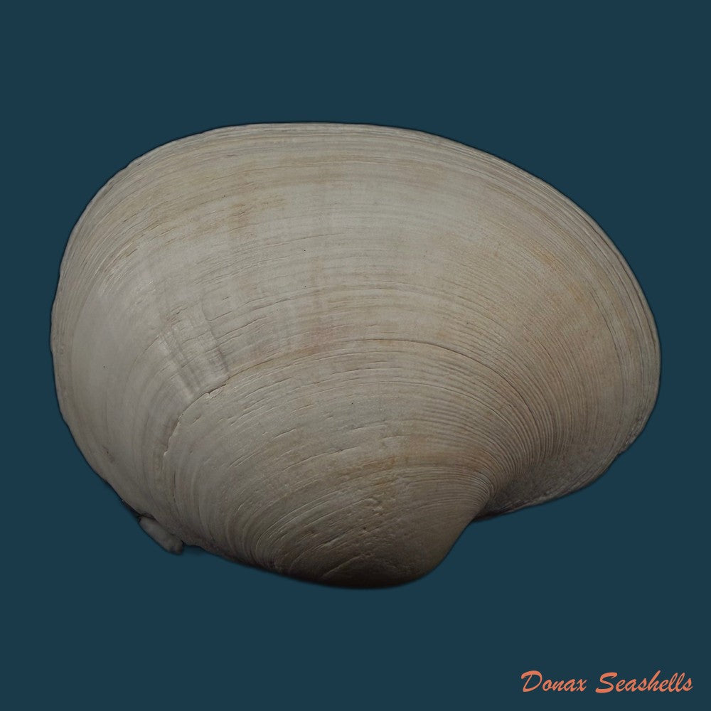 tivela-fulminata-bory-de-saint-vincent-1827-54-6mm-copia