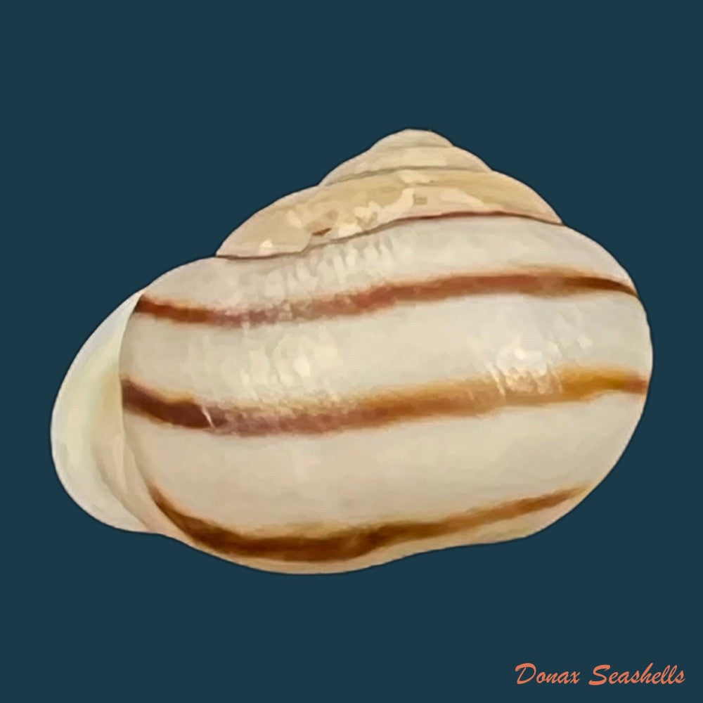 tomigerus-pilsbry-baker-1913-11-2mm-copia
