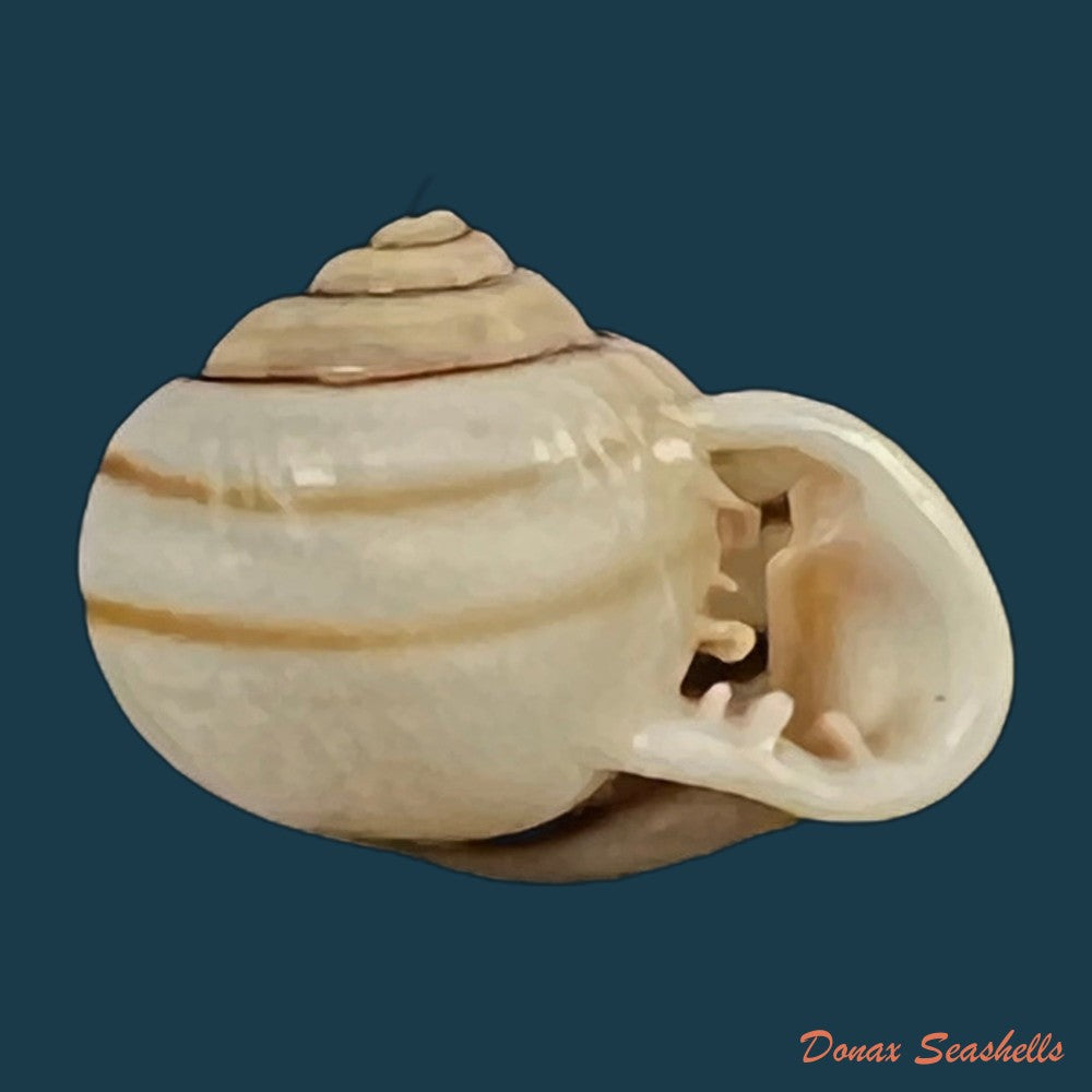tomigerus-pilsbry-baker-1913-11-2mm-copia
