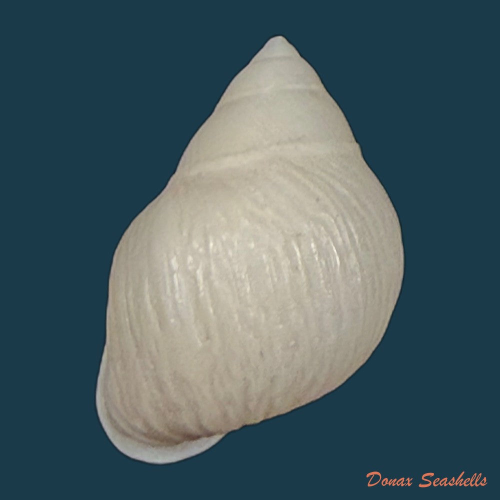 tomigerus-pilsbry-baker-1913-11-8mm-copia
