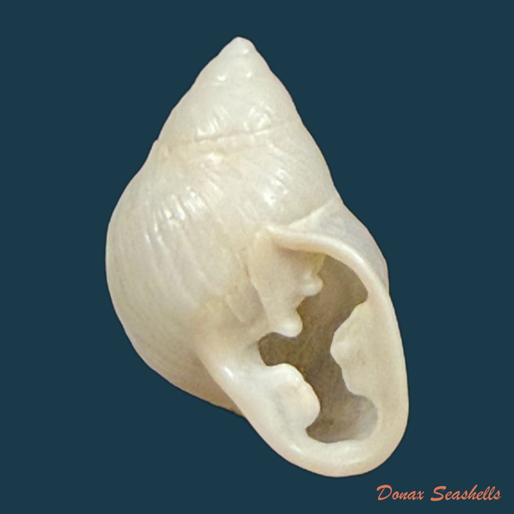 tomigerus-pilsbry-baker-1913-11-8mm-copia