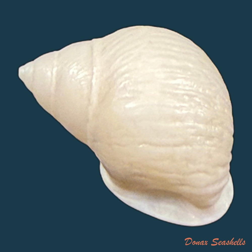 tomigerus-pilsbry-baker-1913-11-8mm-copia