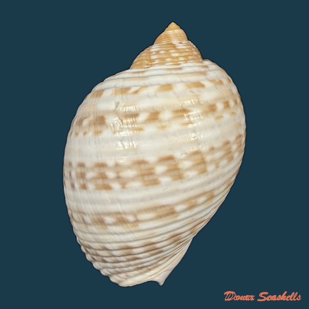 tonna-pennata-morch-1853-70-8mm-copia