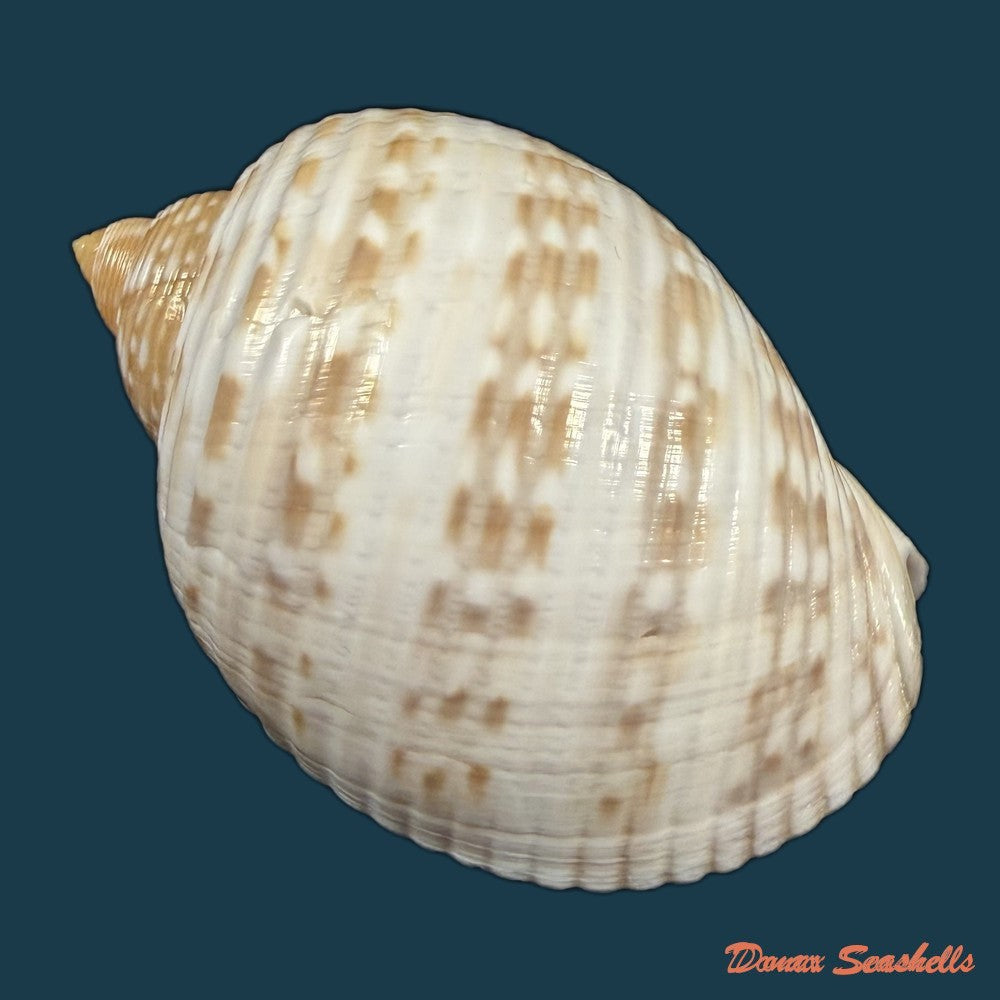 tonna-pennata-morch-1853-70-8mm-copia