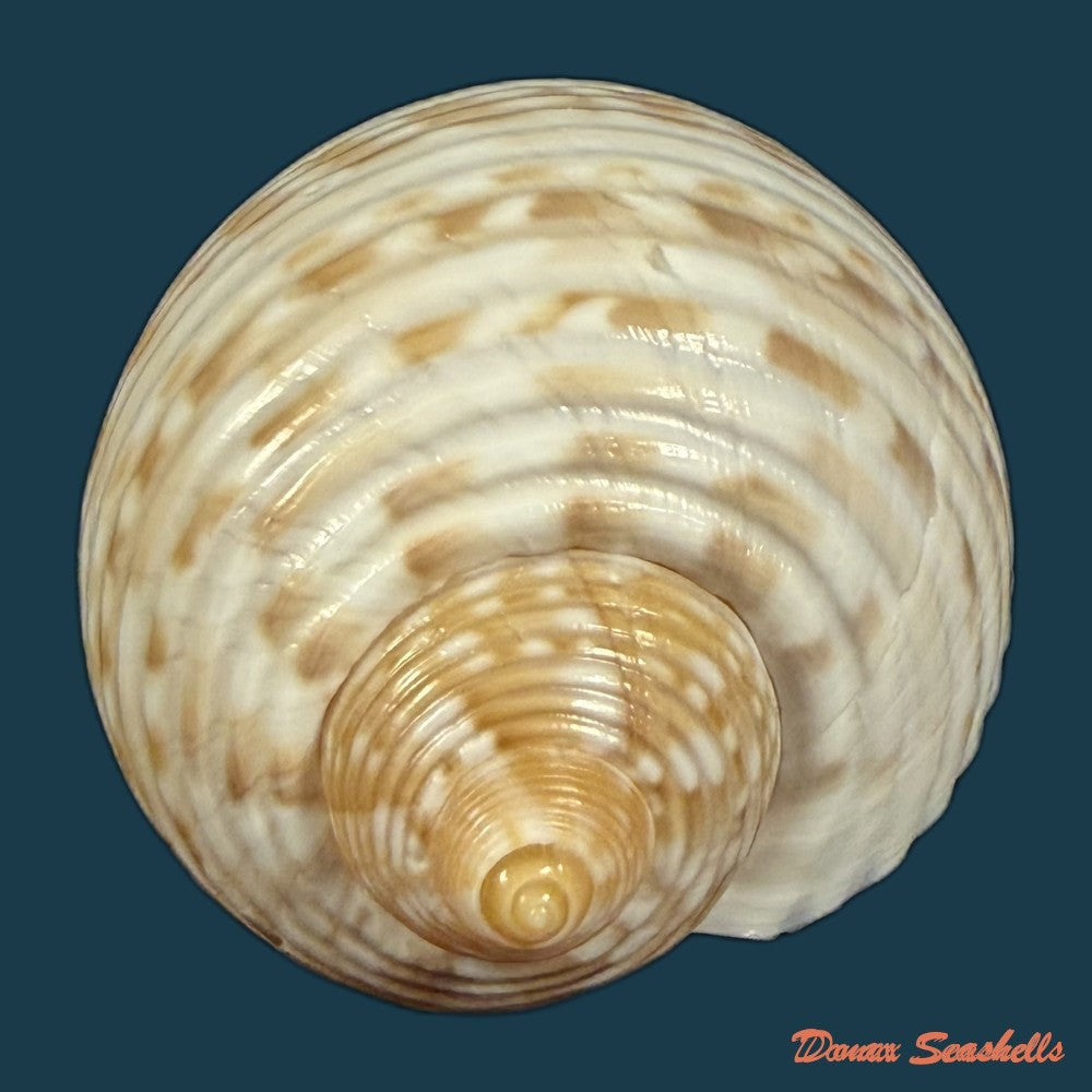tonna-pennata-morch-1853-70-8mm-copia