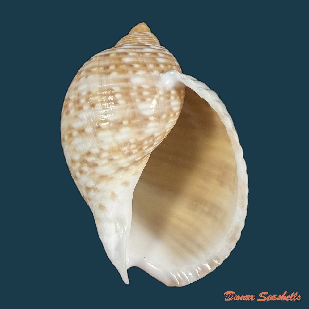 tonna-pennata-morch-1853-70-8mm-copia