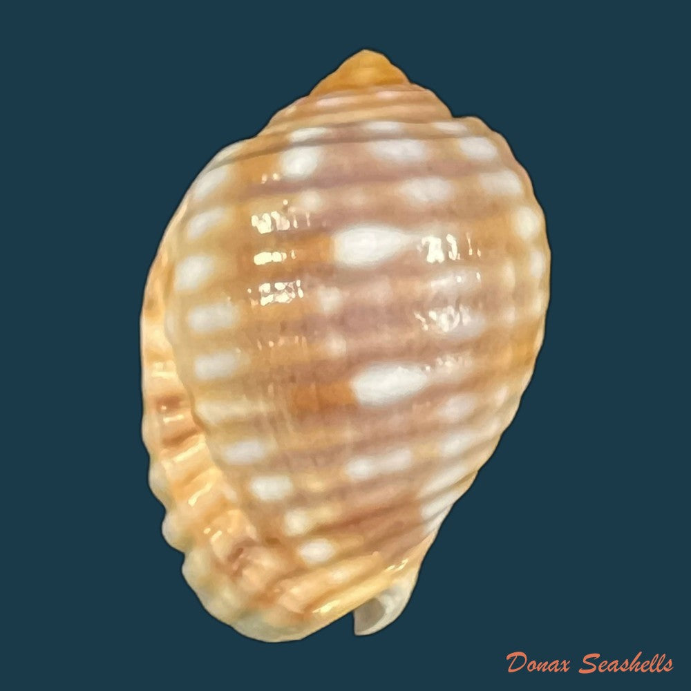tonna-pennata-morch-1853-71-9mm-copia