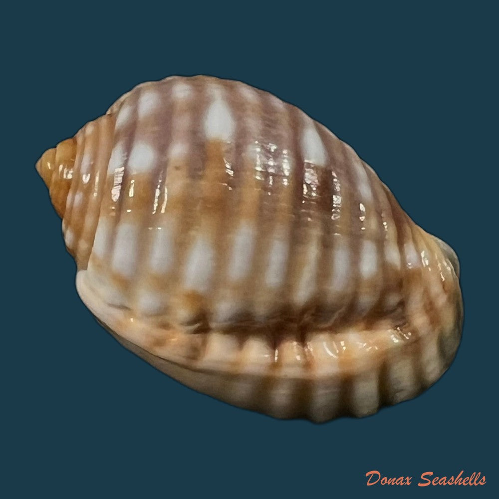 tonna-pennata-morch-1853-71-9mm-copia