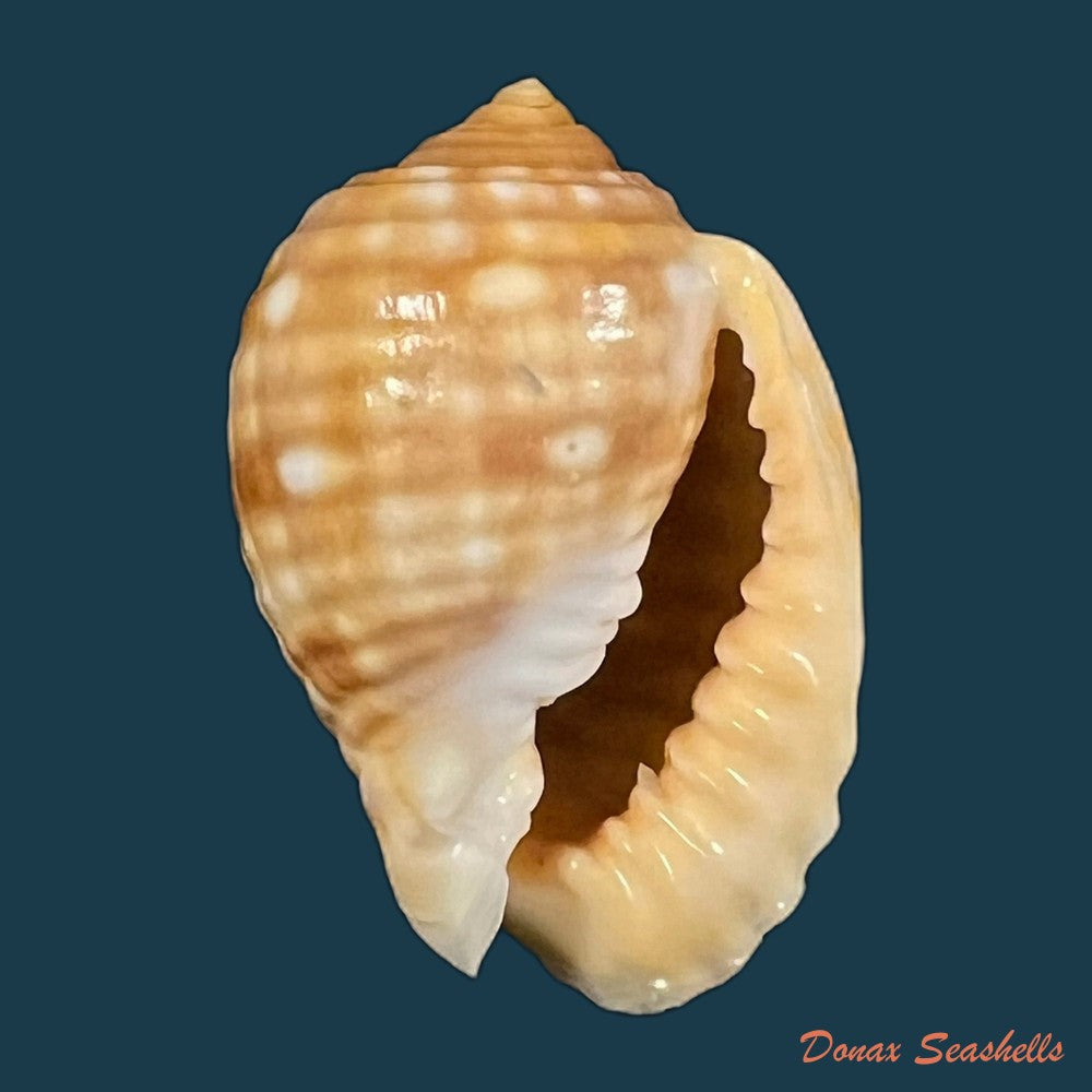 tonna-pennata-morch-1853-71-9mm-copia
