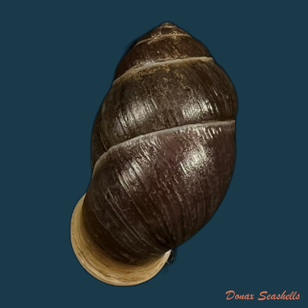 tortulosa-tortulosa-beck-1837-22-2mm-copia