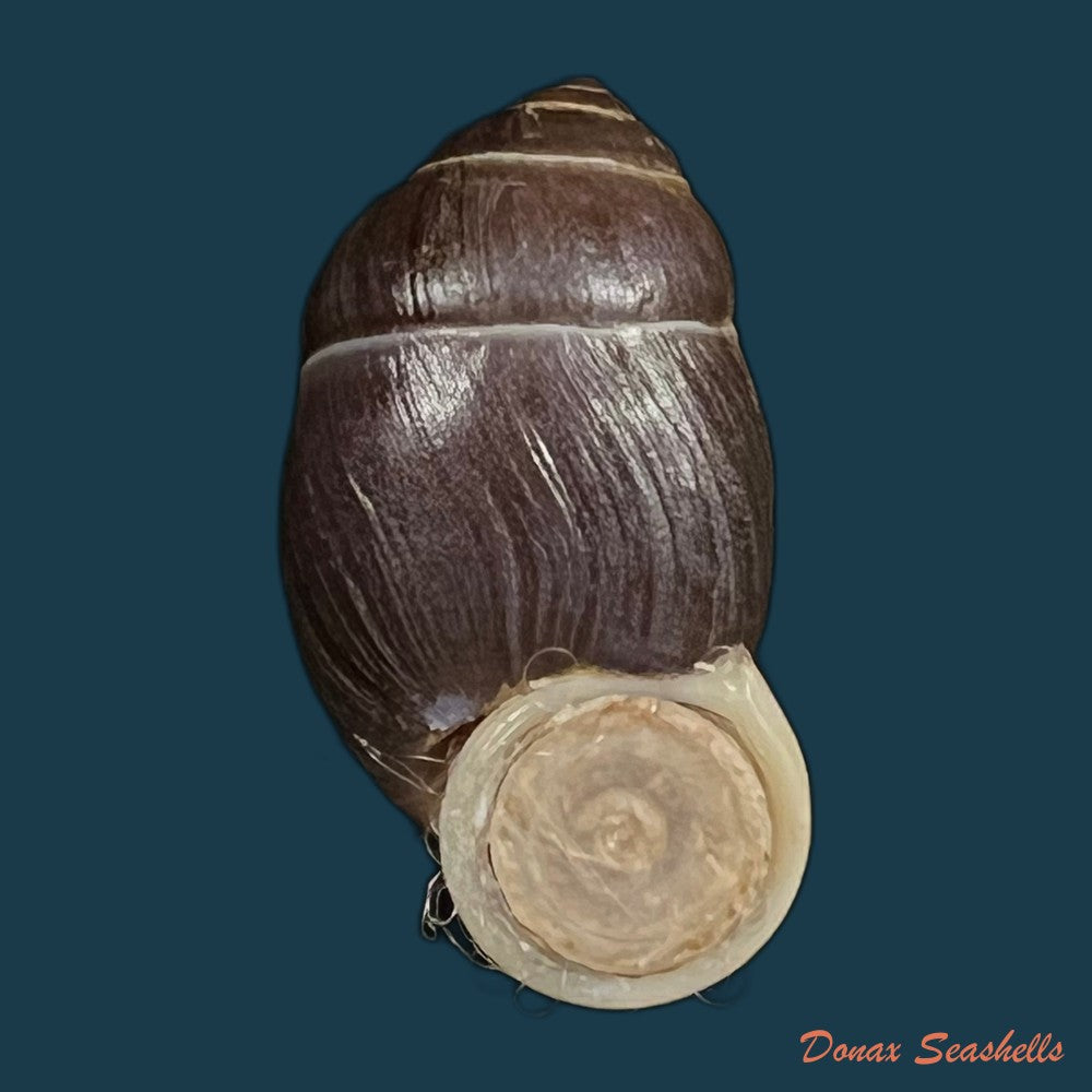 tortulosa-tortulosa-beck-1837-22-2mm-copia