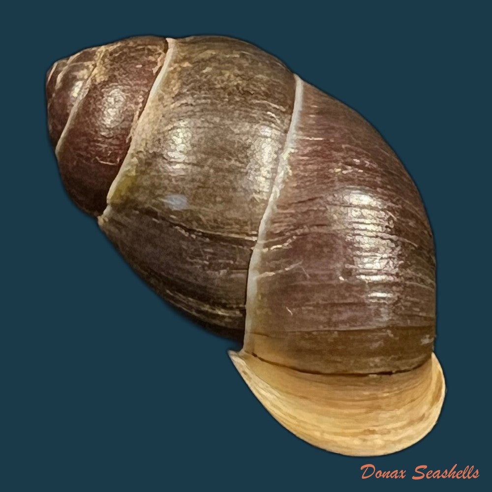 tortulosa-tortulosa-beck-1837-22-2mm-copia