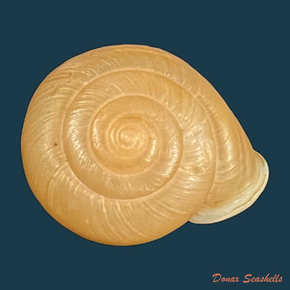 traumatophora-fraterminor-gredler-1884-31-5mm-copia