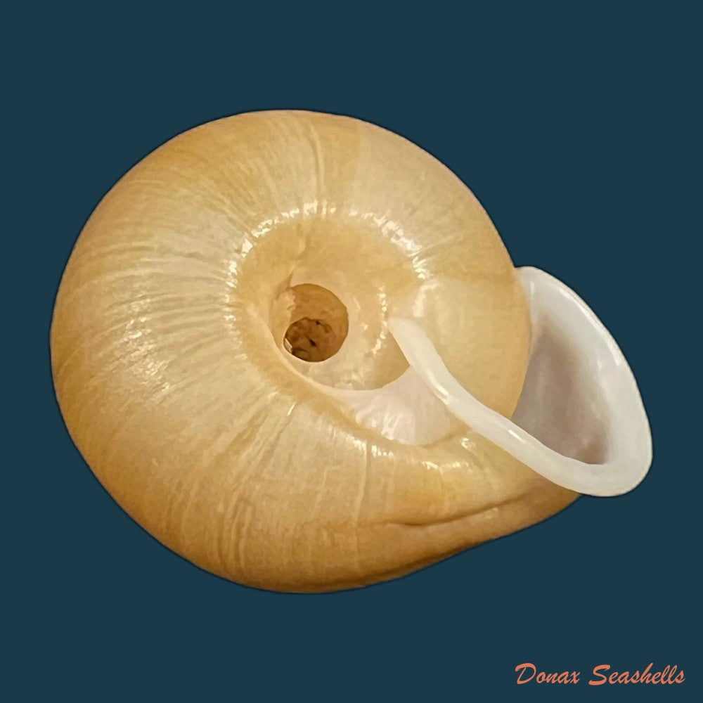 traumatophora-fraterminor-gredler-1884-31-5mm-copia