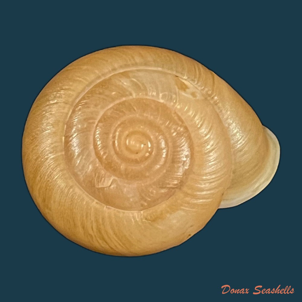 traumatophora-fraterminor-gredler-1884-31-6mm-copia