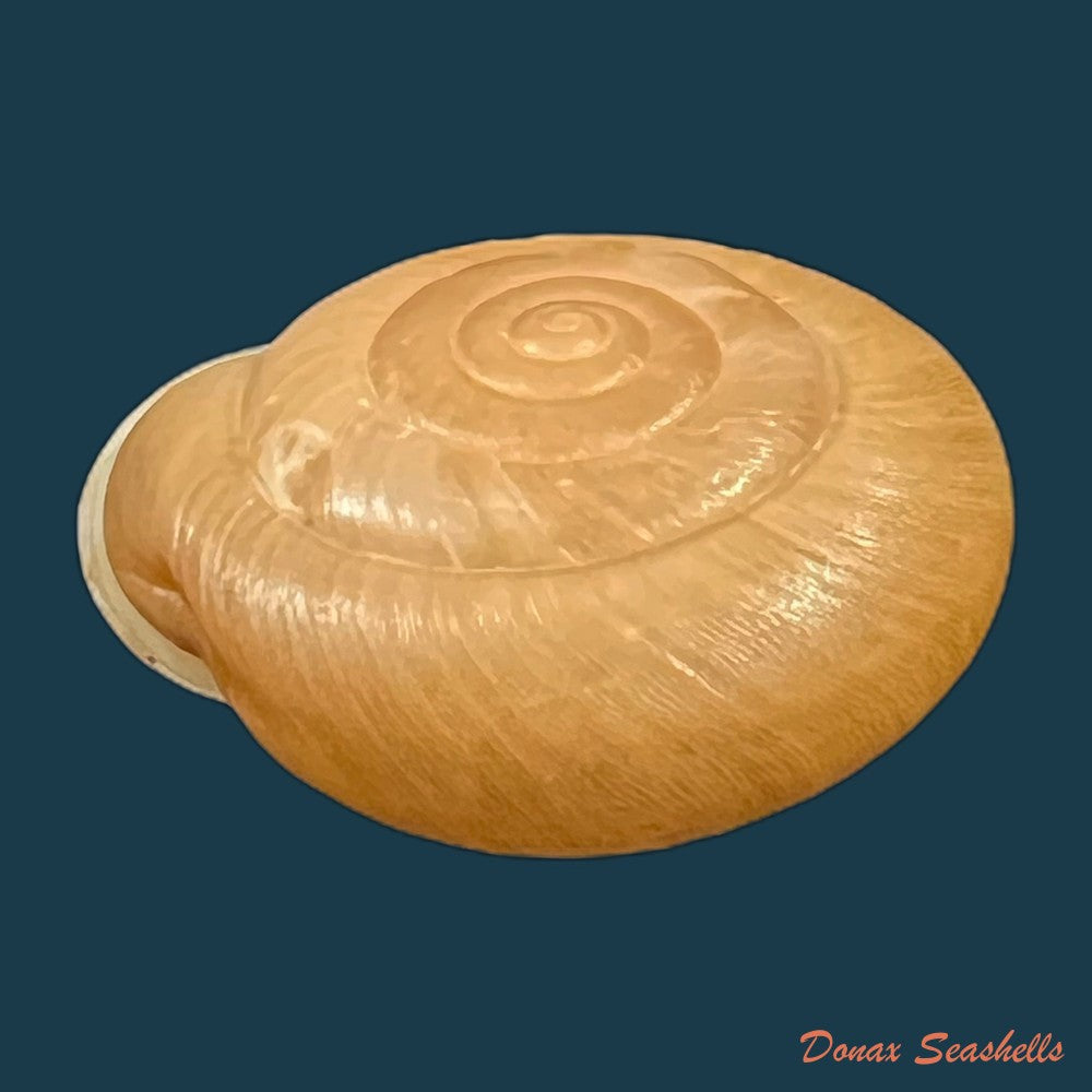 traumatophora-fraterminor-gredler-1884-31-6mm-copia