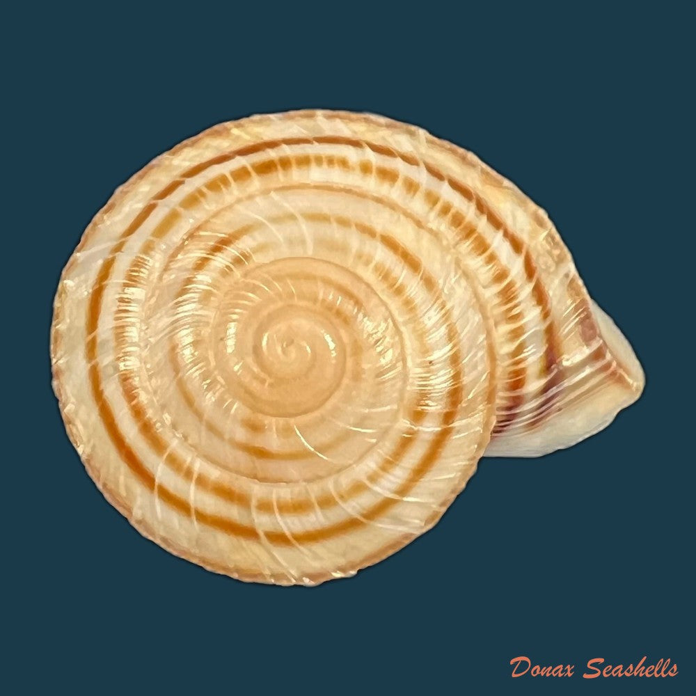 traumatophora-fraterminor-gredler-1884-31-7mm-copia