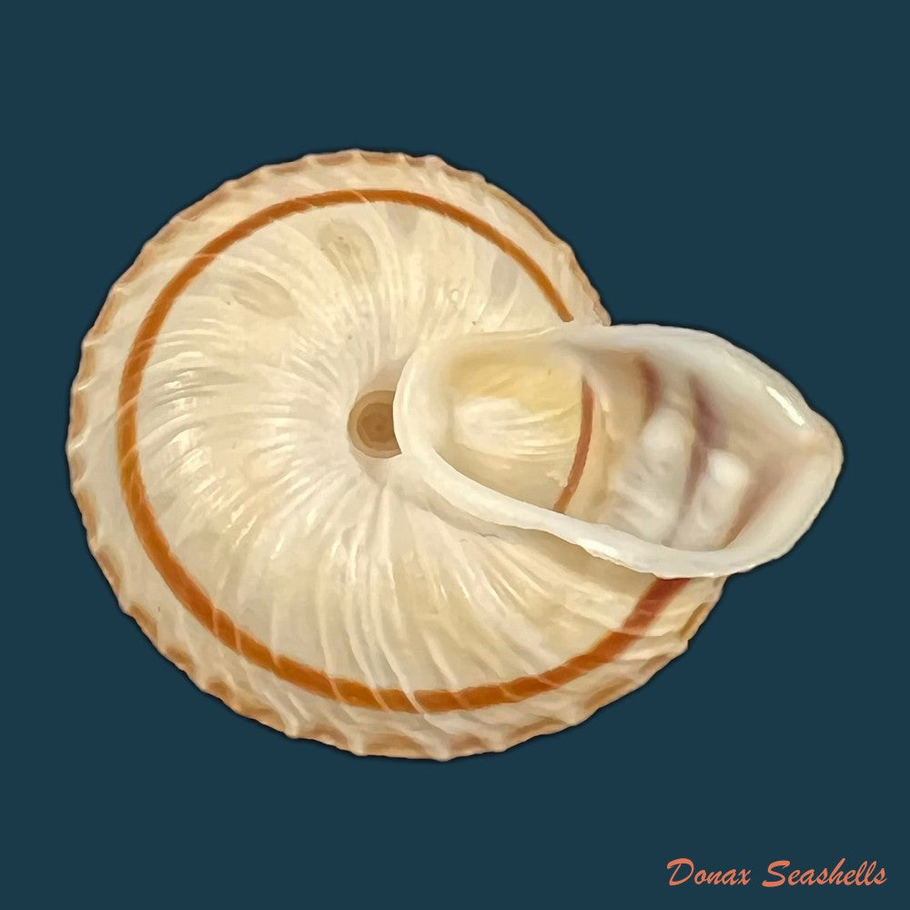 traumatophora-fraterminor-gredler-1884-31-7mm-copia