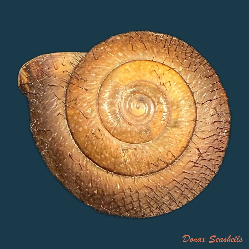 tricheulota-spinosissima-c-semper-1880-33-4mm-copia-1