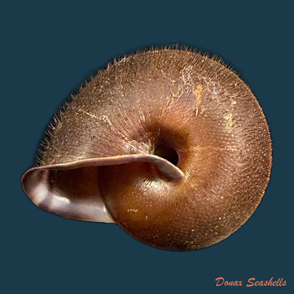 tricheulota-spinosissima-c-semper-1880-33-4mm-copia-1
