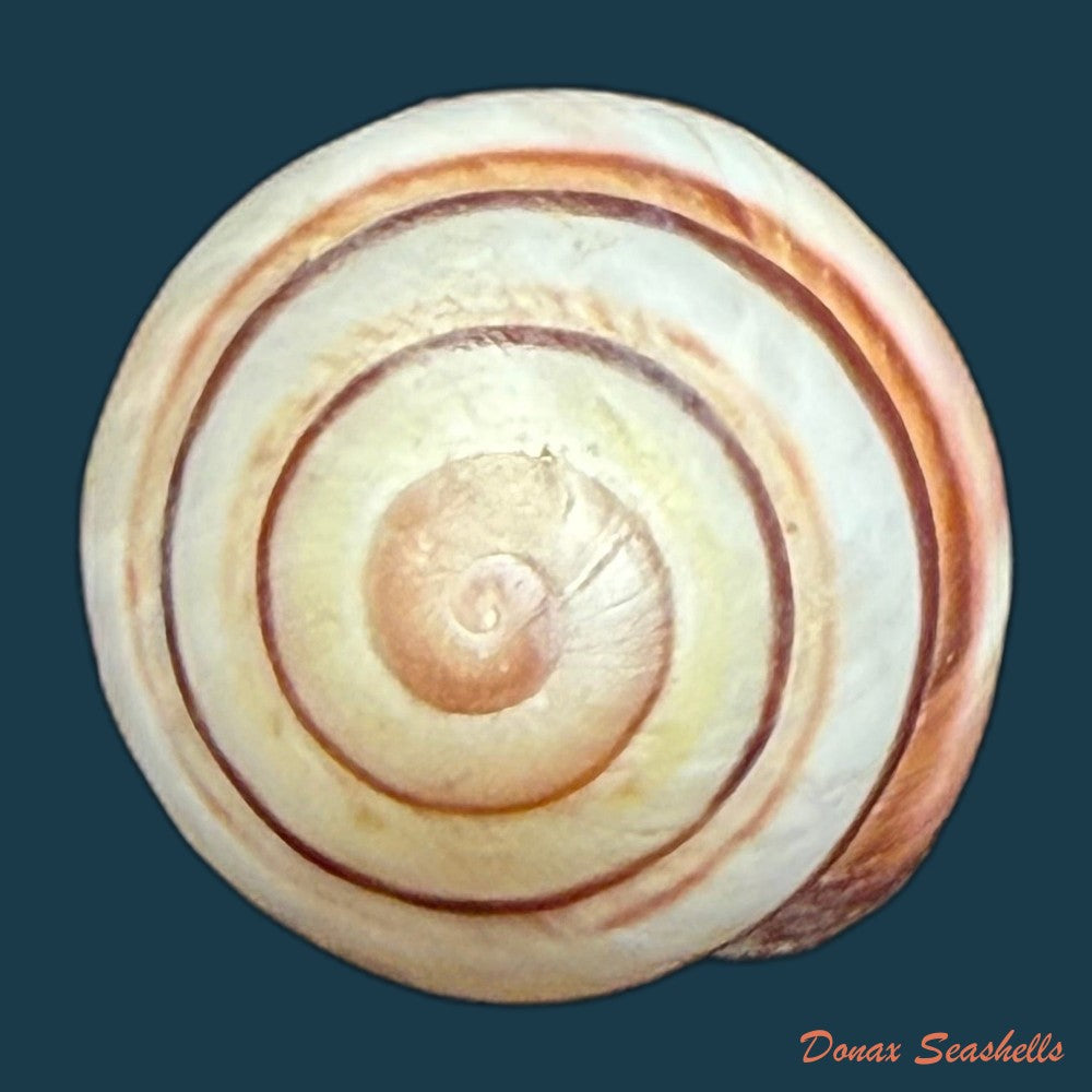 tricheulota-spinosissima-c-semper-1880-33-4mm-copia