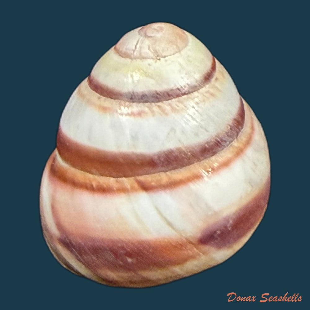 tricheulota-spinosissima-c-semper-1880-33-4mm-copia