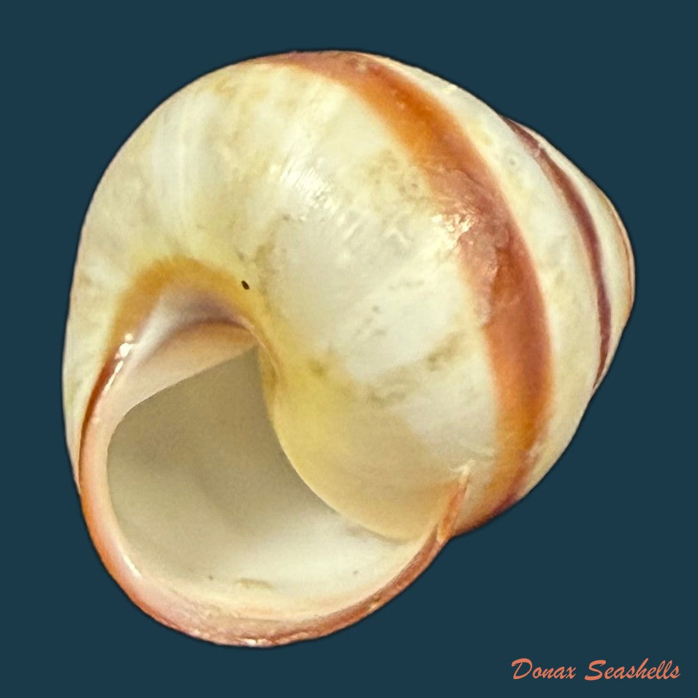tricheulota-spinosissima-c-semper-1880-33-4mm-copia
