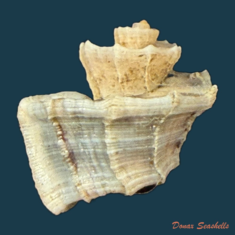 trigonostoma-elegantulum-m-smith-1947-copia